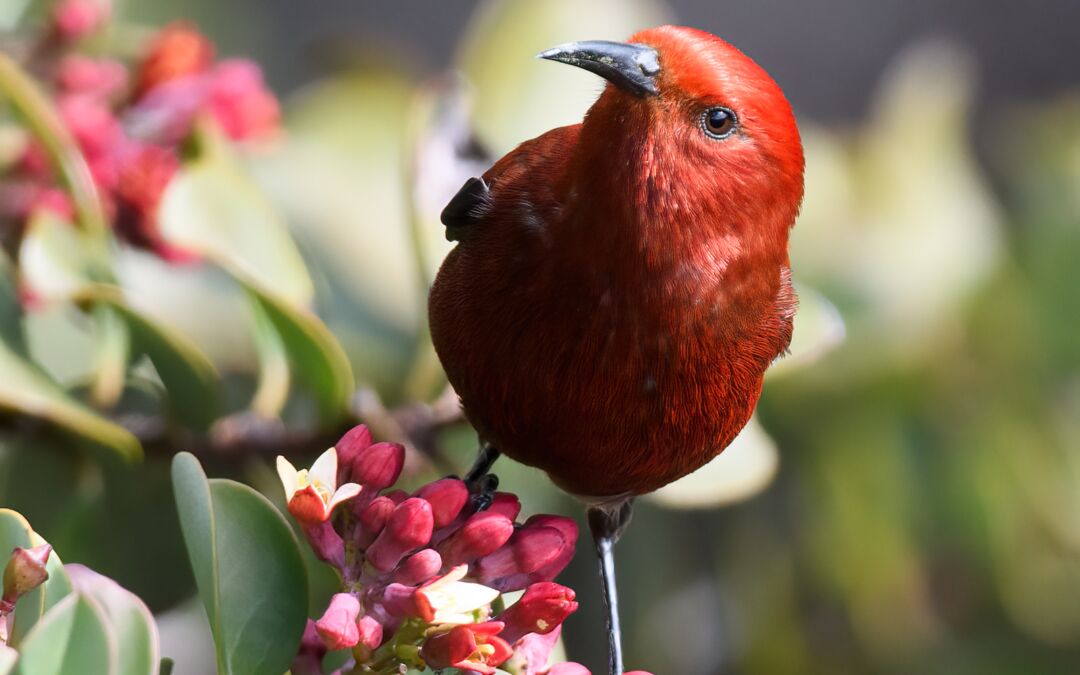 ‘Apapane (Himatione sanguinea) on ‘Iliahi (Santalum haleakalae)