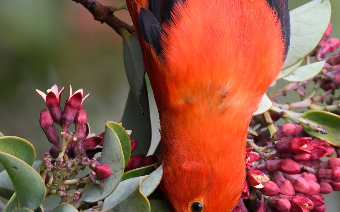 ‘I’iwi (Drepanis coccinea) on ‘Iliahi (Santalum haleakalae)