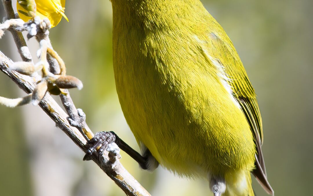 Hawai‘i ‘Amakihi (Chlorodrepanis virens wilsoni) on Māmane (Sophora chrysophylla)
