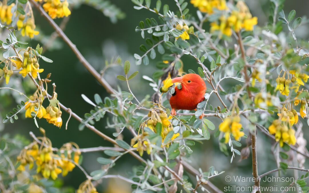 ‘I‘iwi (Drepanis coccinea) in Māmane (Sophora chrysophylla)