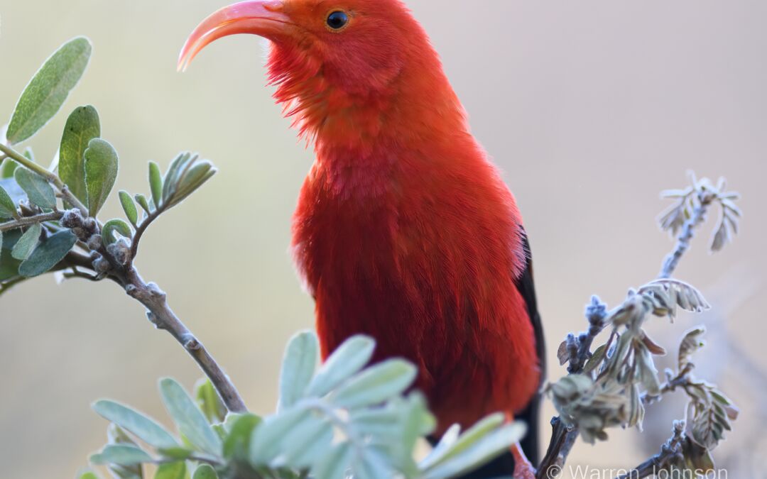 ‘I’iwi (Drepanis coccinea) on Māmane (Sophora chrysophylla)