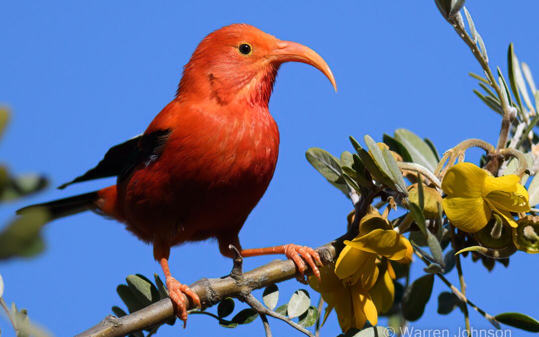 ‘I‘iwi (Drepanis coccinea) on Māmane (Sophora chrysophylla)