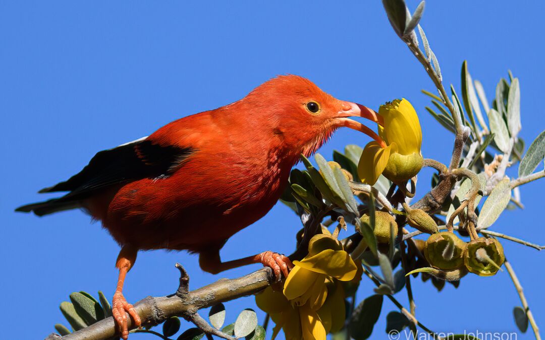 ‘I‘iwi (Drepanis coccinea) on Māmane (Sophora chrysophylla)