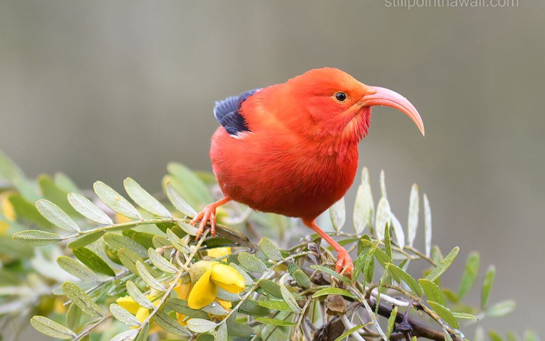 ‘I‘iwi (Drepanis coccinea) on Māmane (Sophora chrysophylla)
