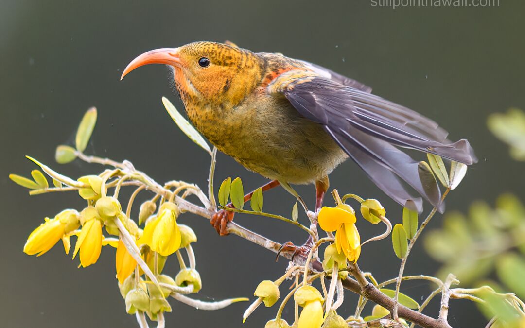Juvenile ‘I‘iwi (Drepanis coccinea) begging on Māmane (Sophora chrysophylla)