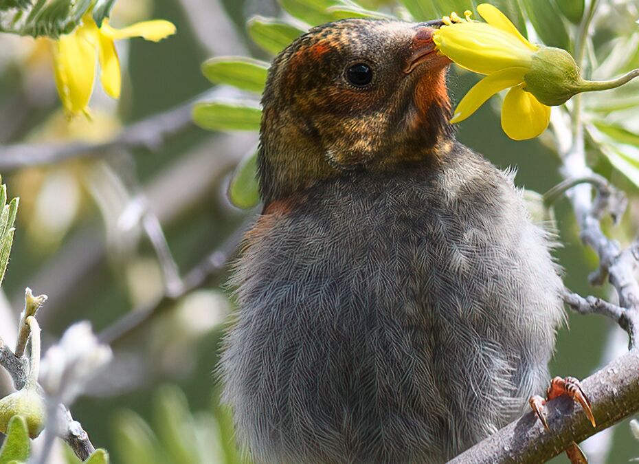 Juvenile ‘I‘iwi (Drepanis coccinea) on Māmane (Sophora chrysophylla)
