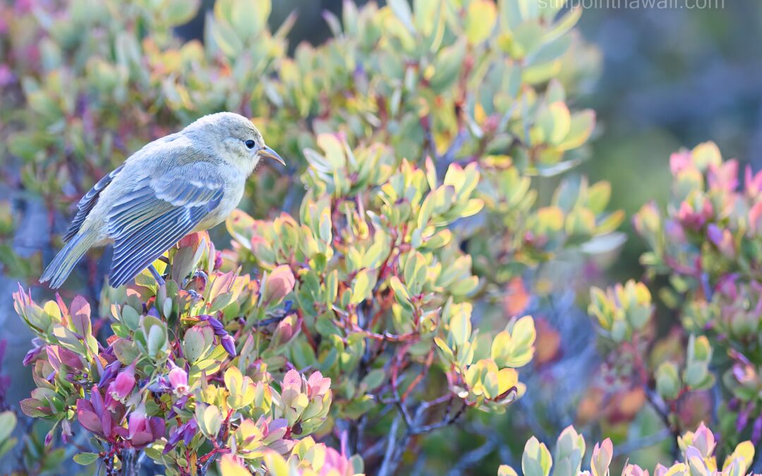 Juvenile Hawai‘i ‘Amakihi (Chlorodrepanis virens wilsoni) on ‘Ōhelo (Vaccinium reticulatum)