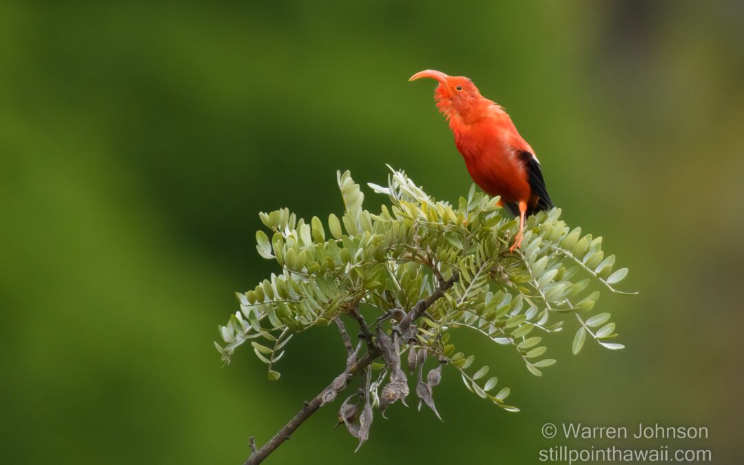 ‘I‘iwi (Drepanis coccinea) on Māmane (Sophora chrysophylla)