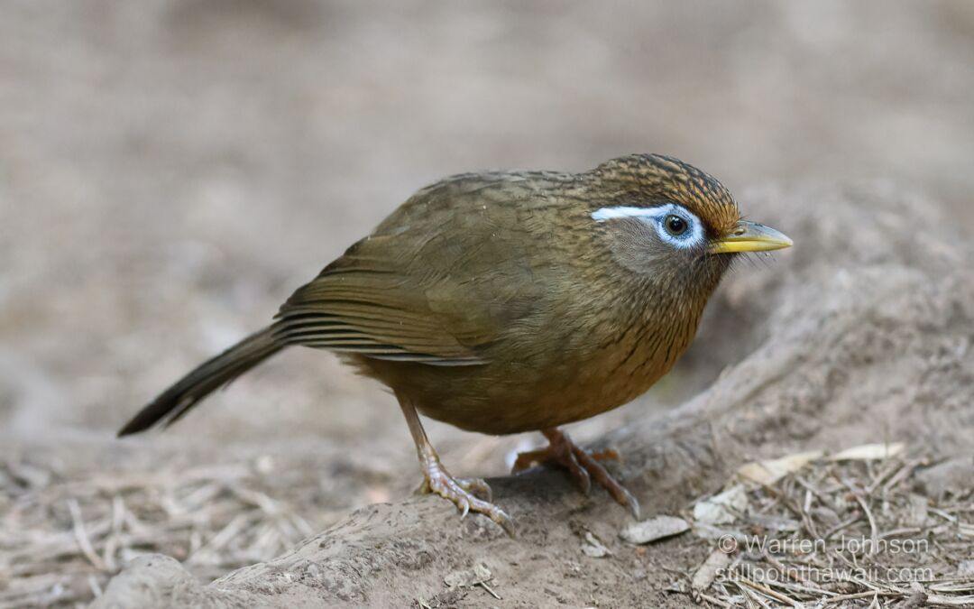 Chinese Hawmei (Garrulax canorus)