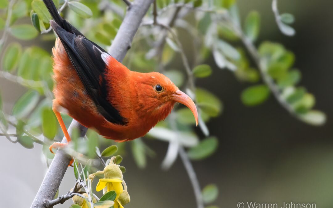 ‘I‘iwi (Drepanis coccinea) on Māmane (Sophora chrysophylla)