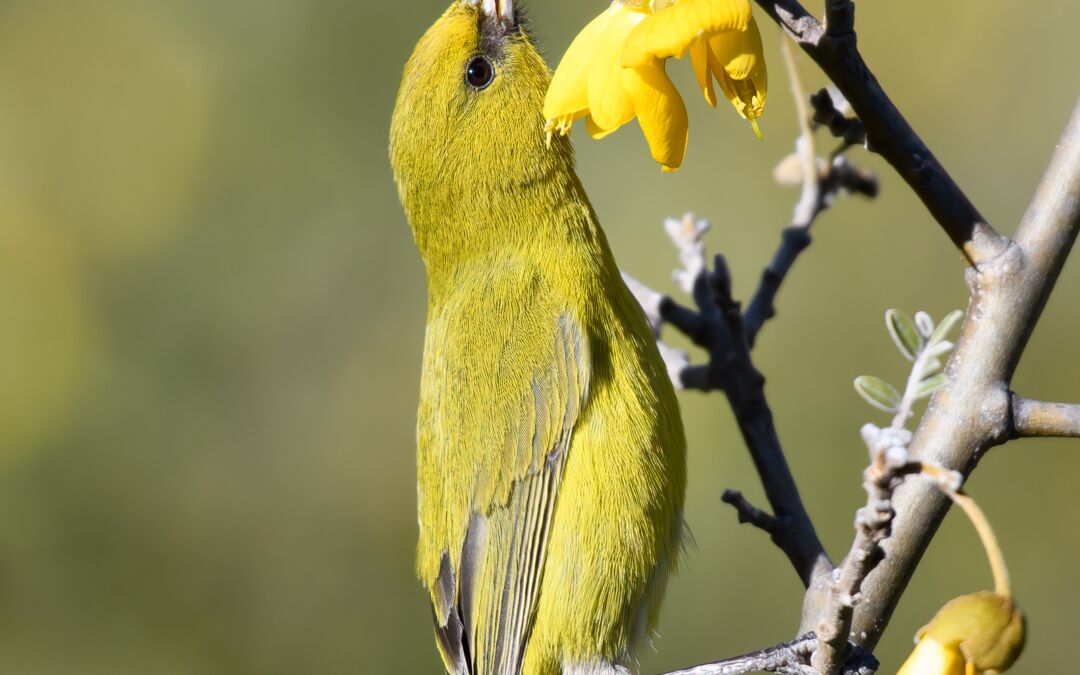 Hawai‘i ‘Amakihi (Chlorodrepanis virens wilsoni) on Māmane (Sophora chrysophylla)
