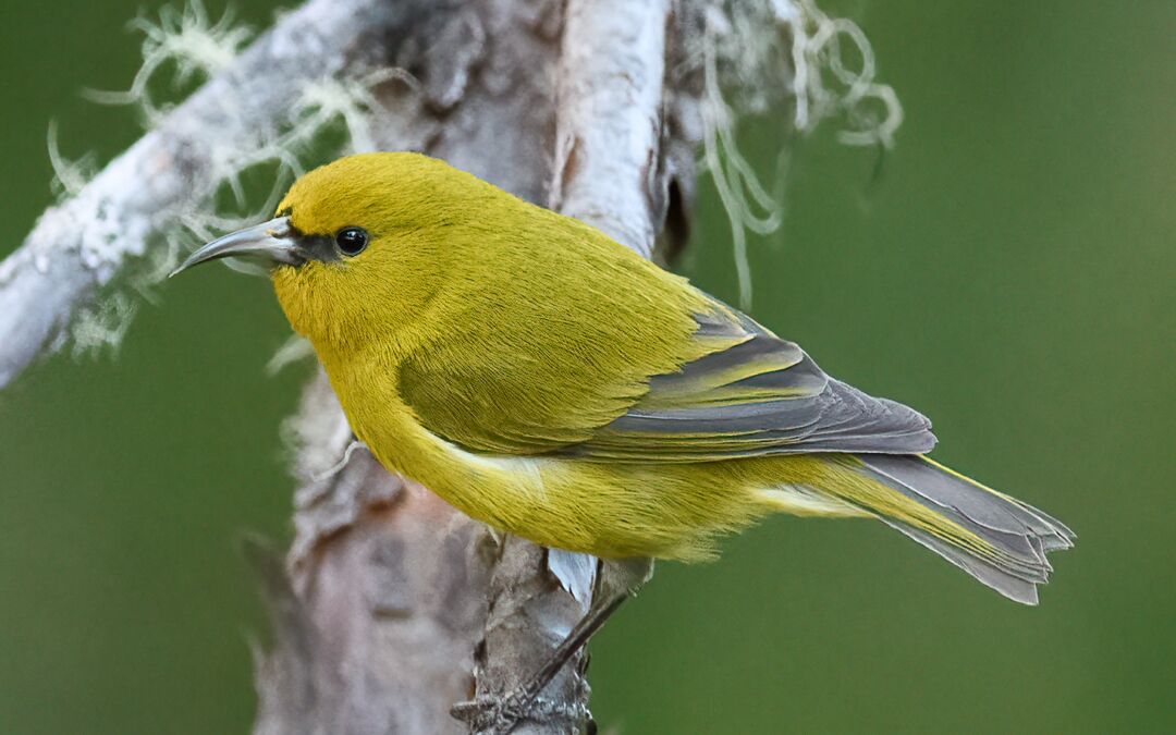 Hawai‘i ‘Amakihi (Chlorodrepanis virens wilsoni)