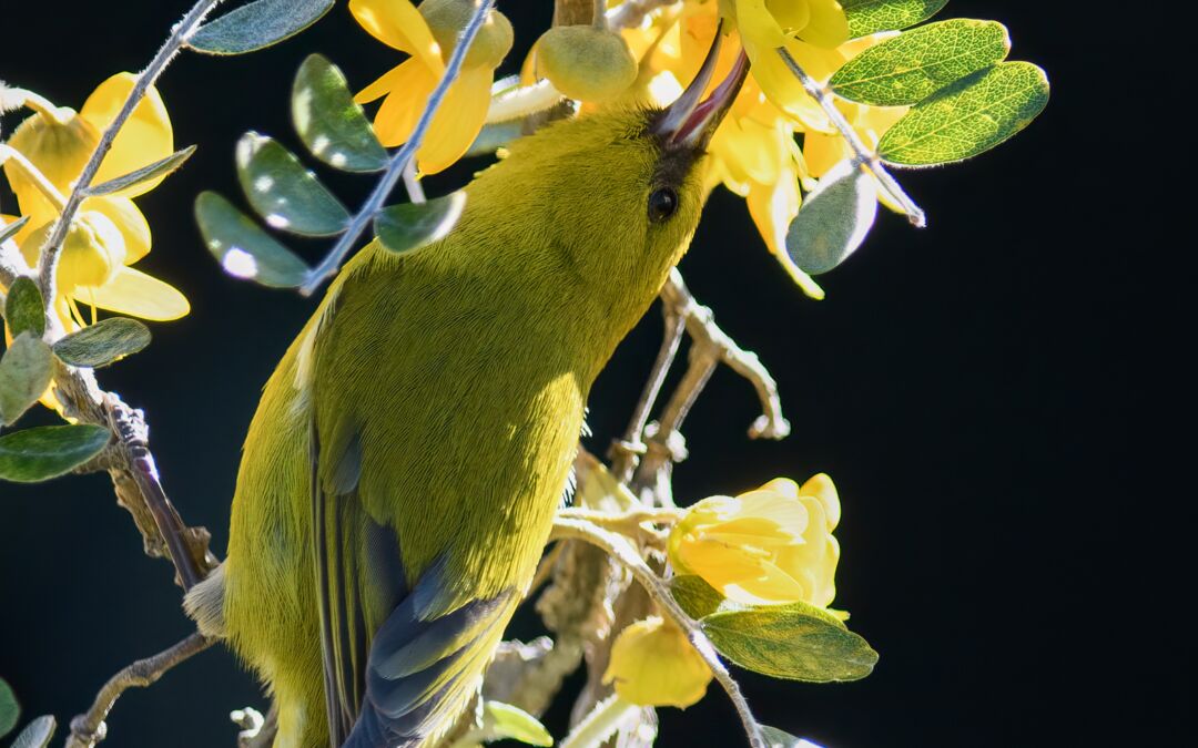 Hawai‘i ‘Amakihi (Chlorodrepanis virens wilsoni) on Māmane (Sophora chrysophylla)