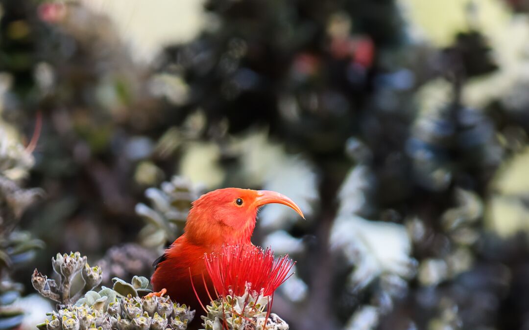 ‘I’iwi (Drepanis coccinea) on ‘Ohi‘a lehua (Metrosideros polymorpha)