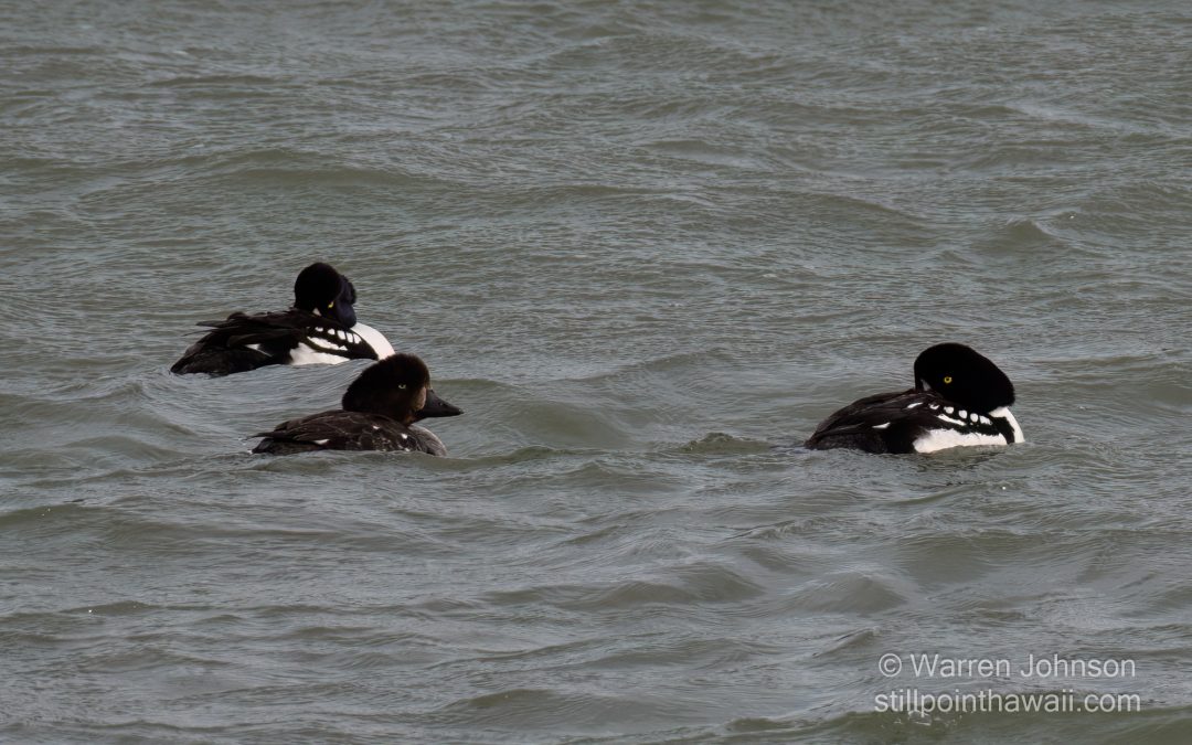 Barrow’s Goldeneye