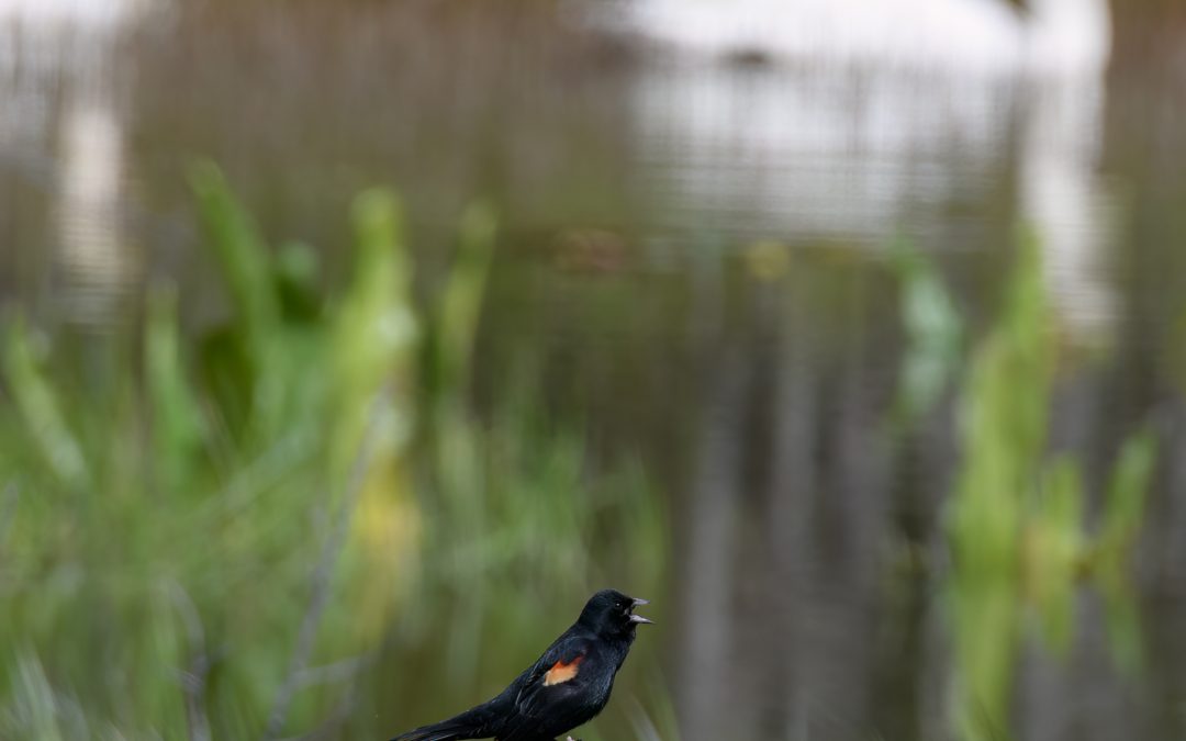 Red-winged Blackbird with Trumpeter Swans